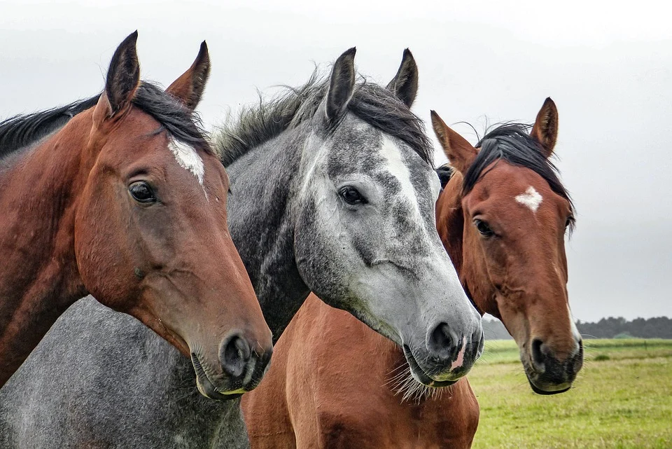 Buying and Selling Horses When it comes to buying and selling horses, it’s important to understand your legal rights. 