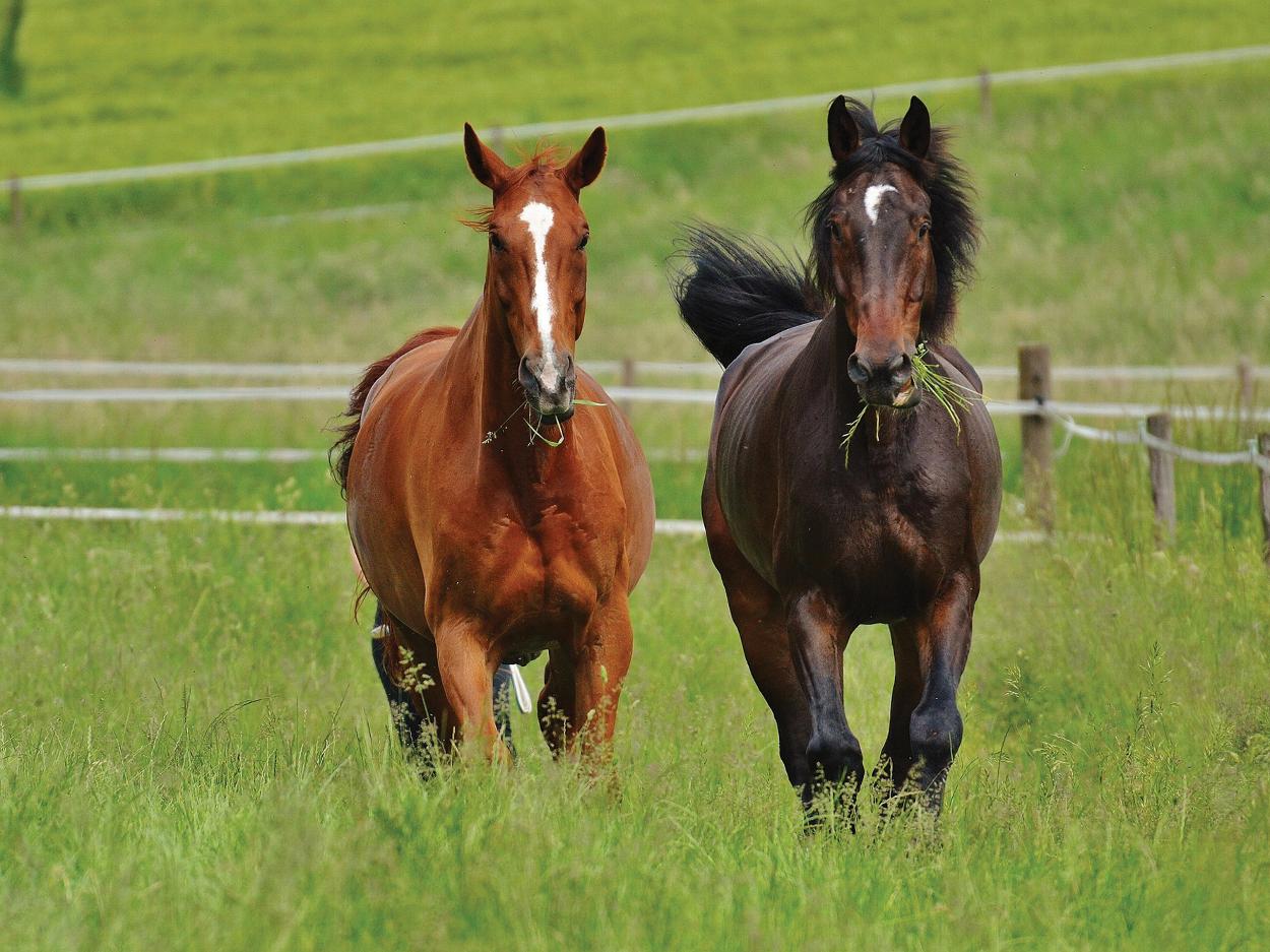 Equestrian Agricultural Farm and Rural Mortgages and Finance Broker in UK and Yorkshire
