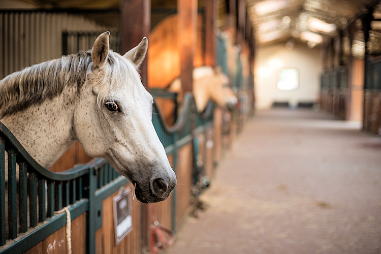 Equine & Rural Mortgages Equestrian Mortgages gallery image 6